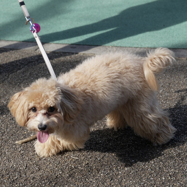 秋のおさんぽ 大栄のブログ 写真1