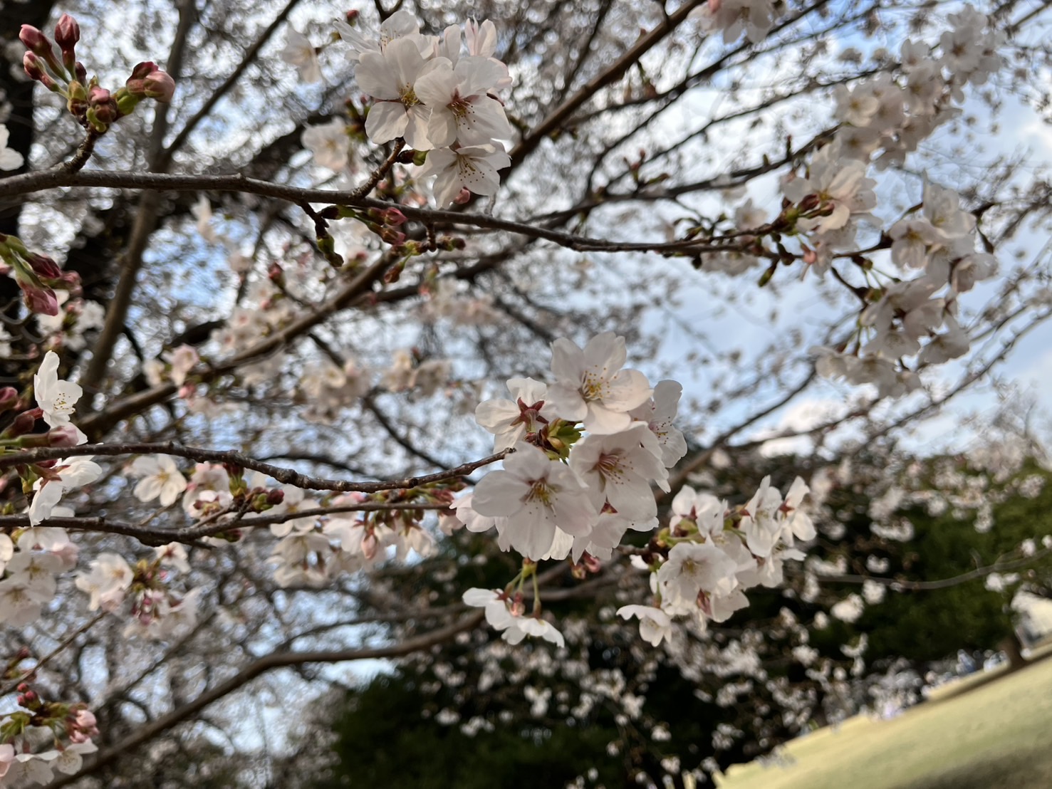 桜の香りに誘われて 大栄のブログ 写真1