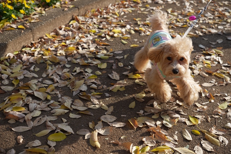 秋のおさんぽ 2 大栄のブログ 写真1