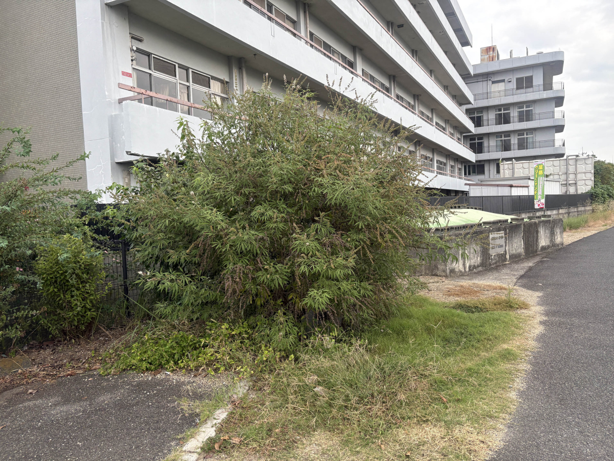 シンデンの〈高松市〉木の伐採の施工前の写真1