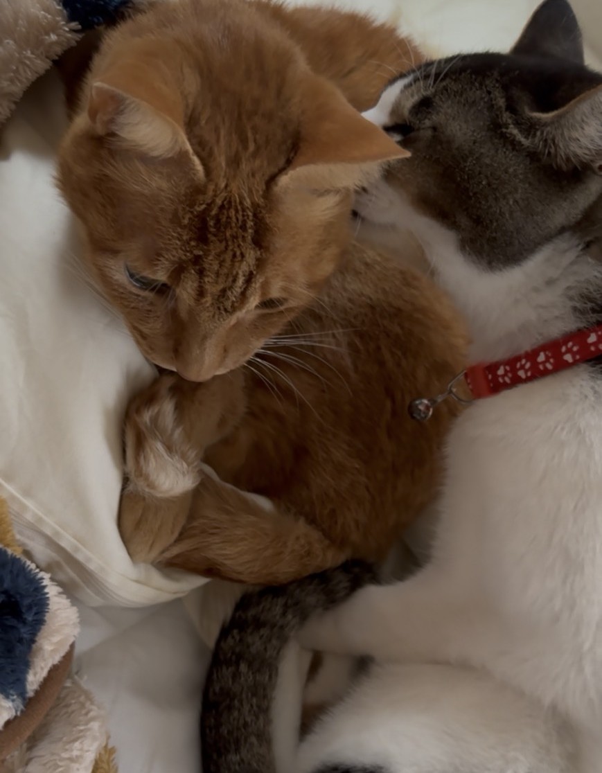 【推し活の話】猫を飼うということ マドプラス＋のブログ 写真1