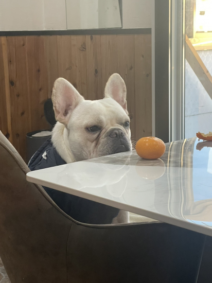 堀田ボス（ほった　ぼす）の写真