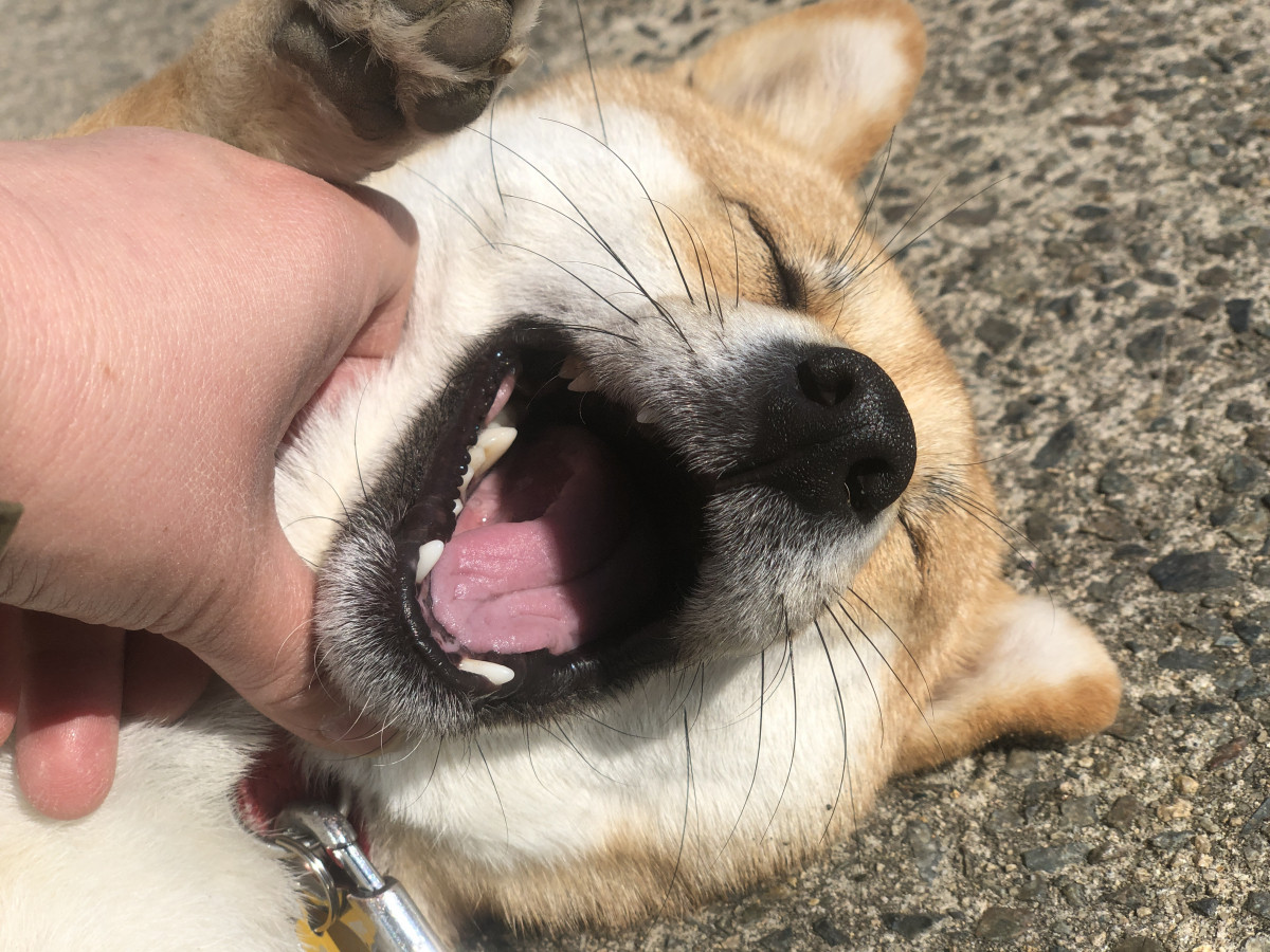 看板犬の「むぎ」です。 中原建材のブログ 写真1