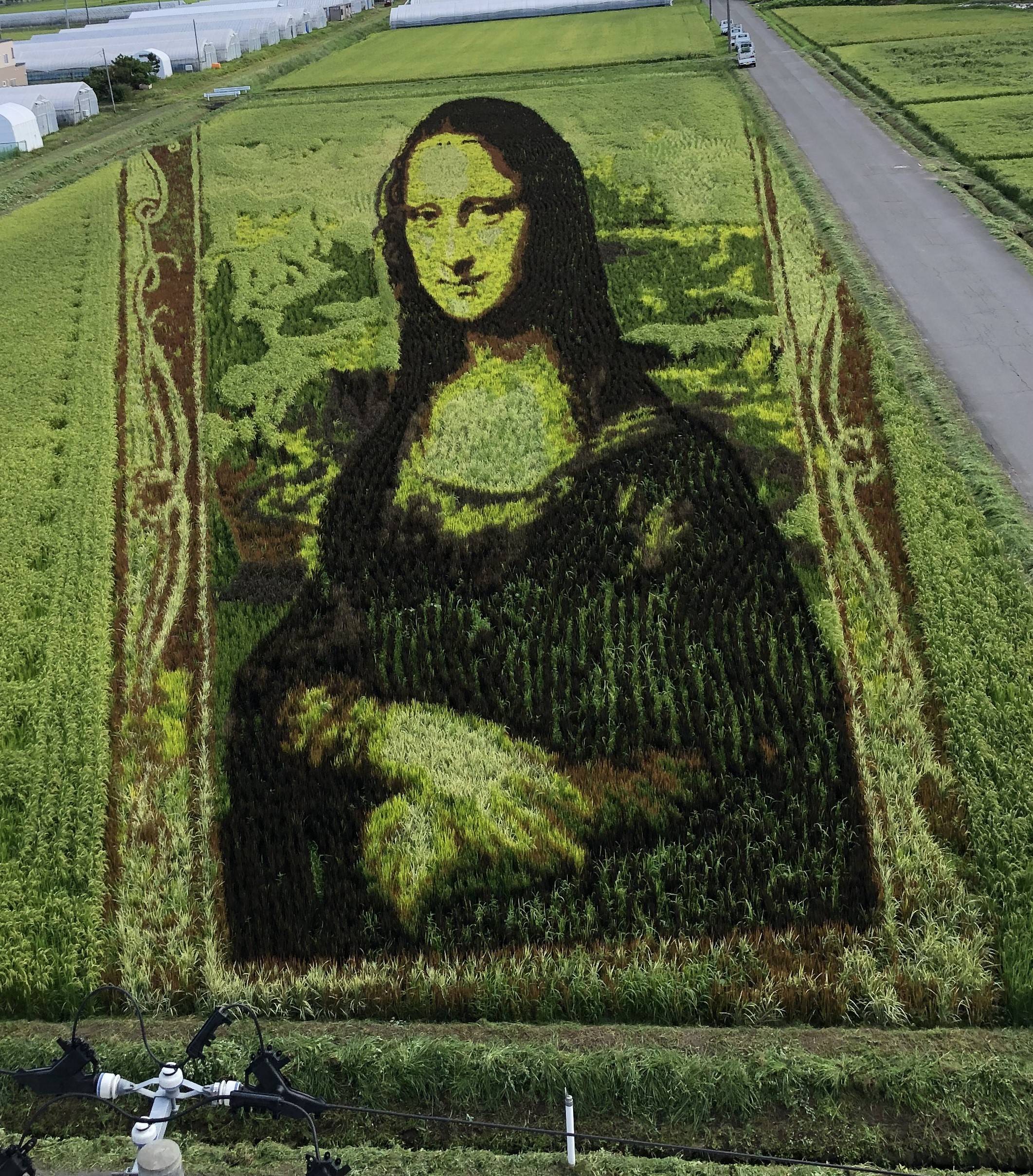 田舎館村🌾田んぼアート 鎌田トーヨー住器のブログ 写真3