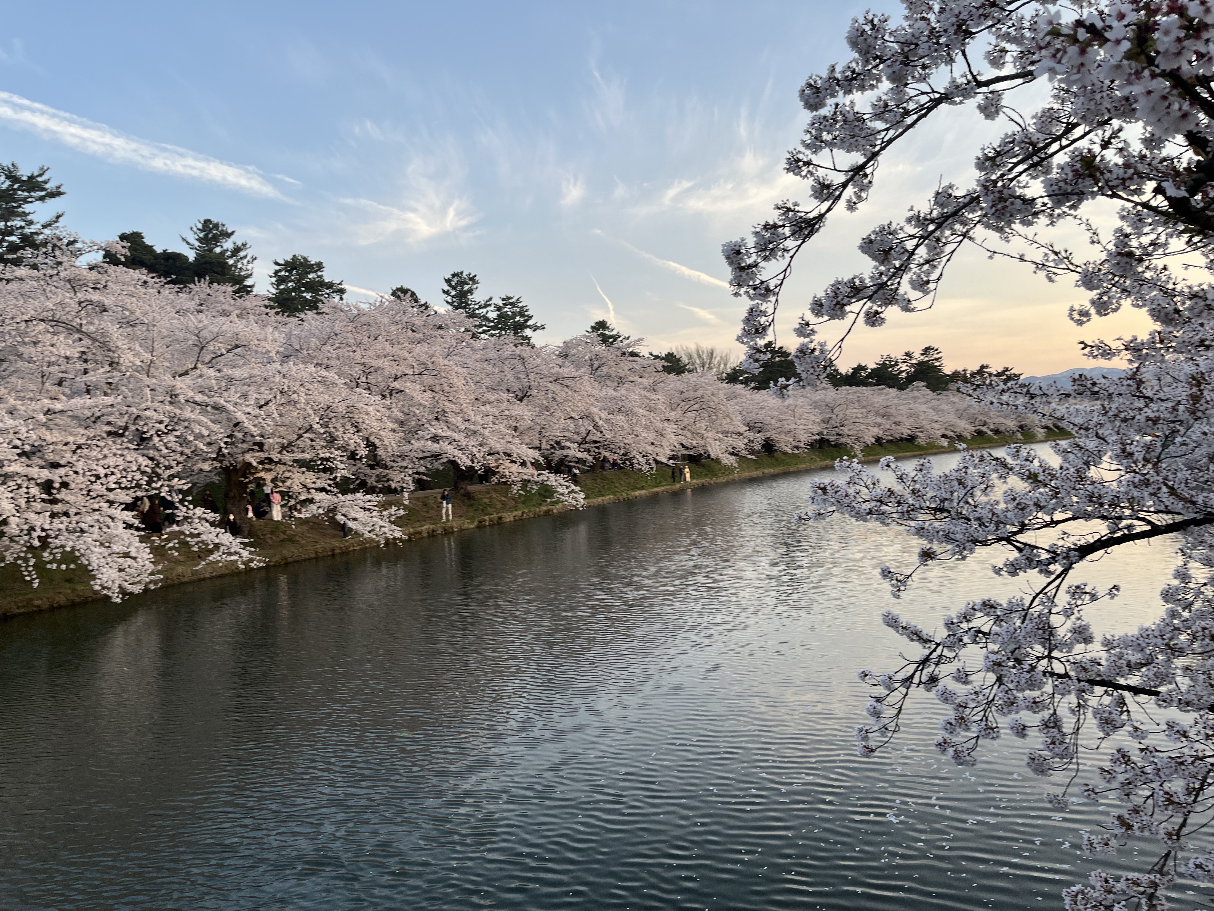 弘前さくらまつり🌸 鎌田トーヨー住器のブログ 写真1