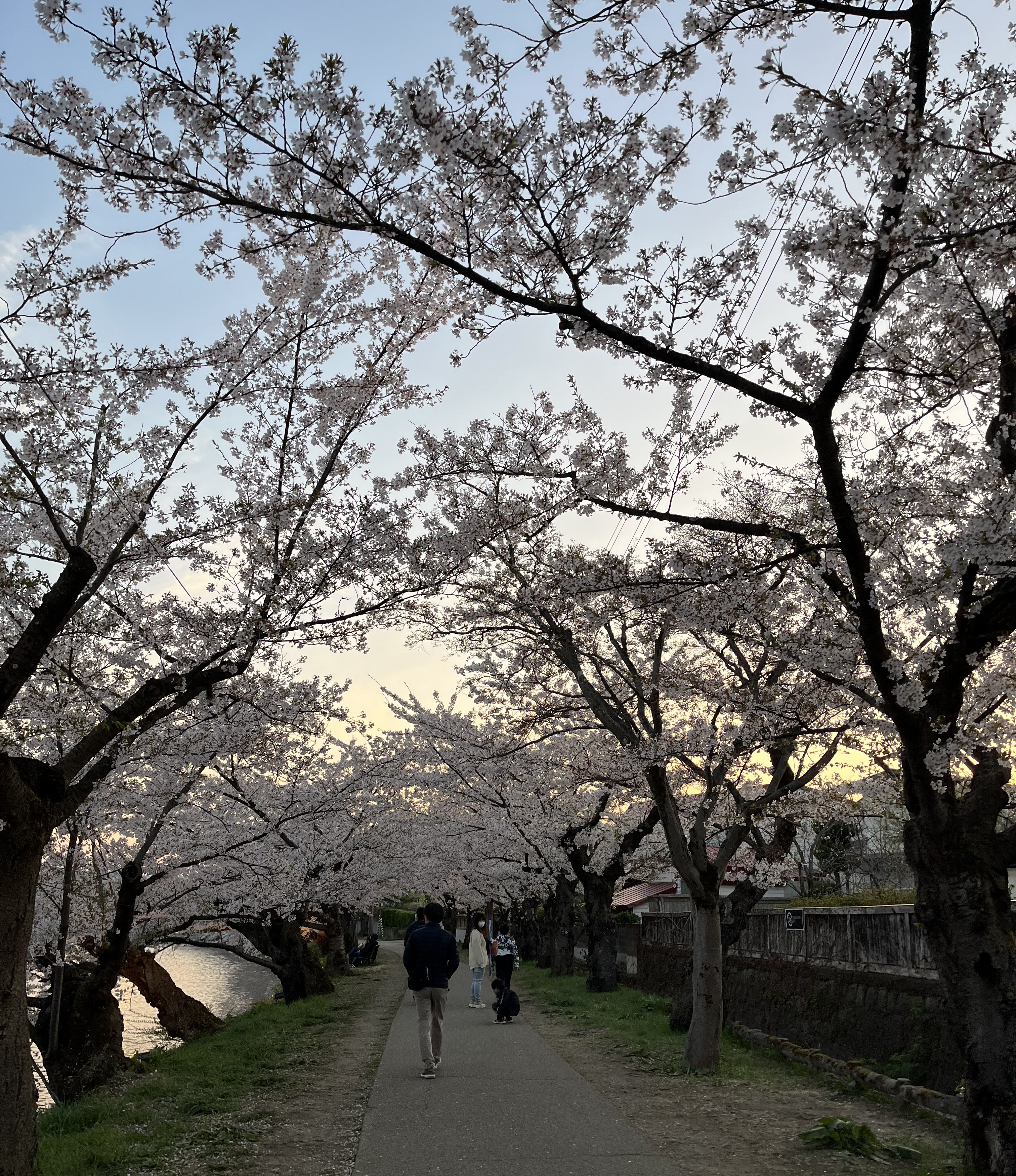 弘前さくらまつり🌸 鎌田トーヨー住器のブログ 写真2