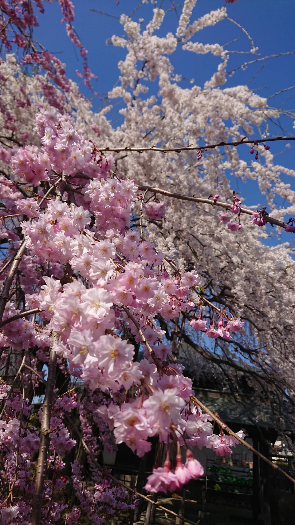 ついに白河西郷も満開を迎えました🌸 FBT新白河店のブログ 写真4