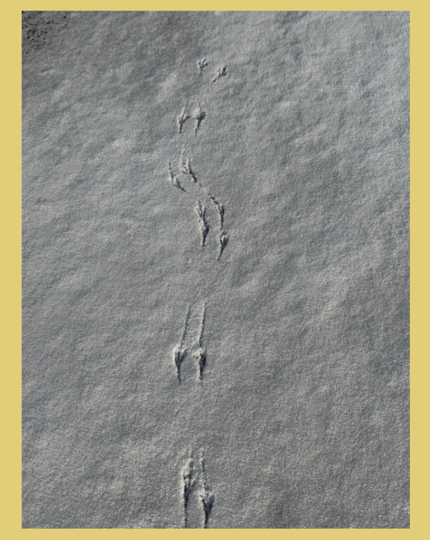 今朝の小さな癒し♡ サントーヨー住器のブログ 写真1