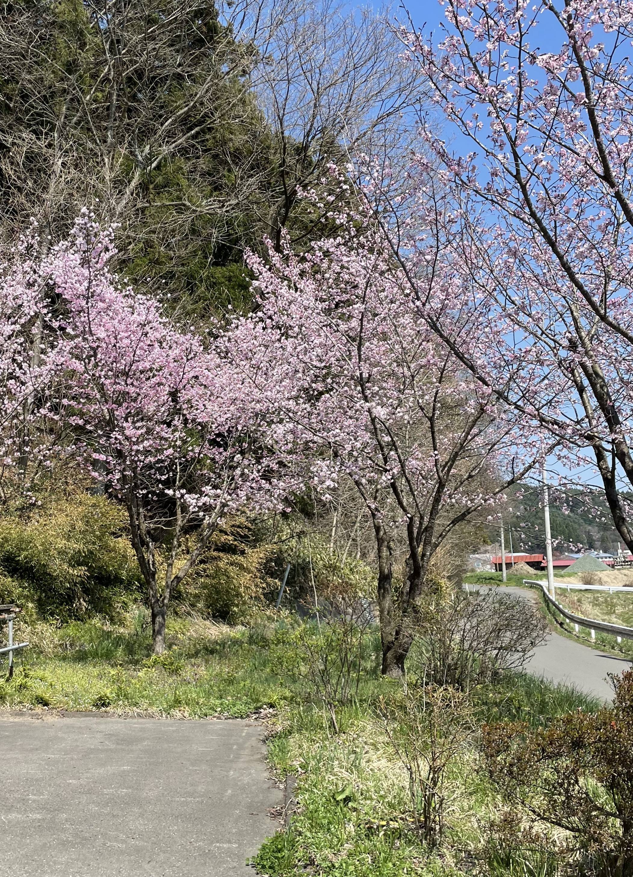 春が来ました🌸 サントーヨー住器のブログ 写真1
