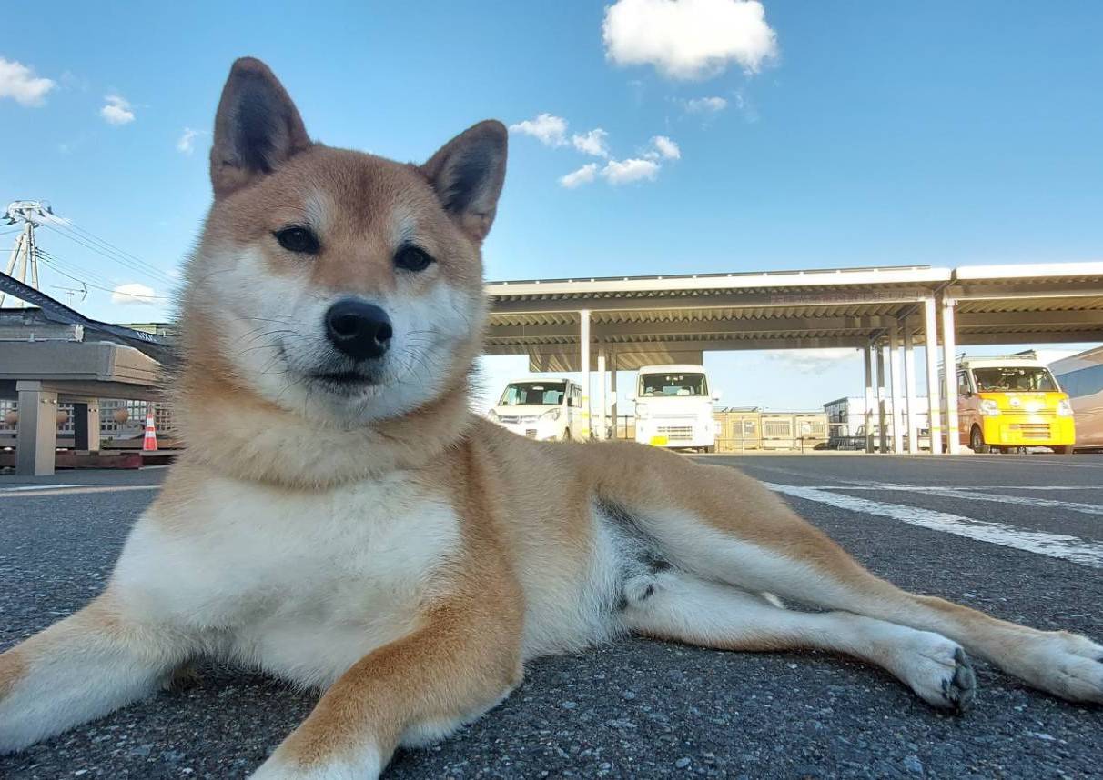 癒しをくれるお客様 ヒロトーヨー住器のブログ 写真3