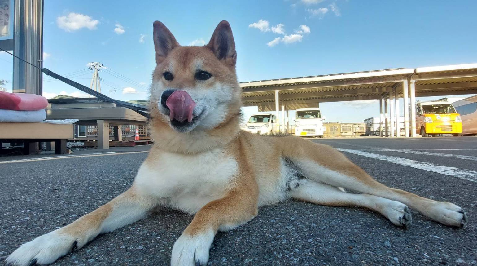 癒しをくれるお客様 ヒロトーヨー住器のブログ 写真2