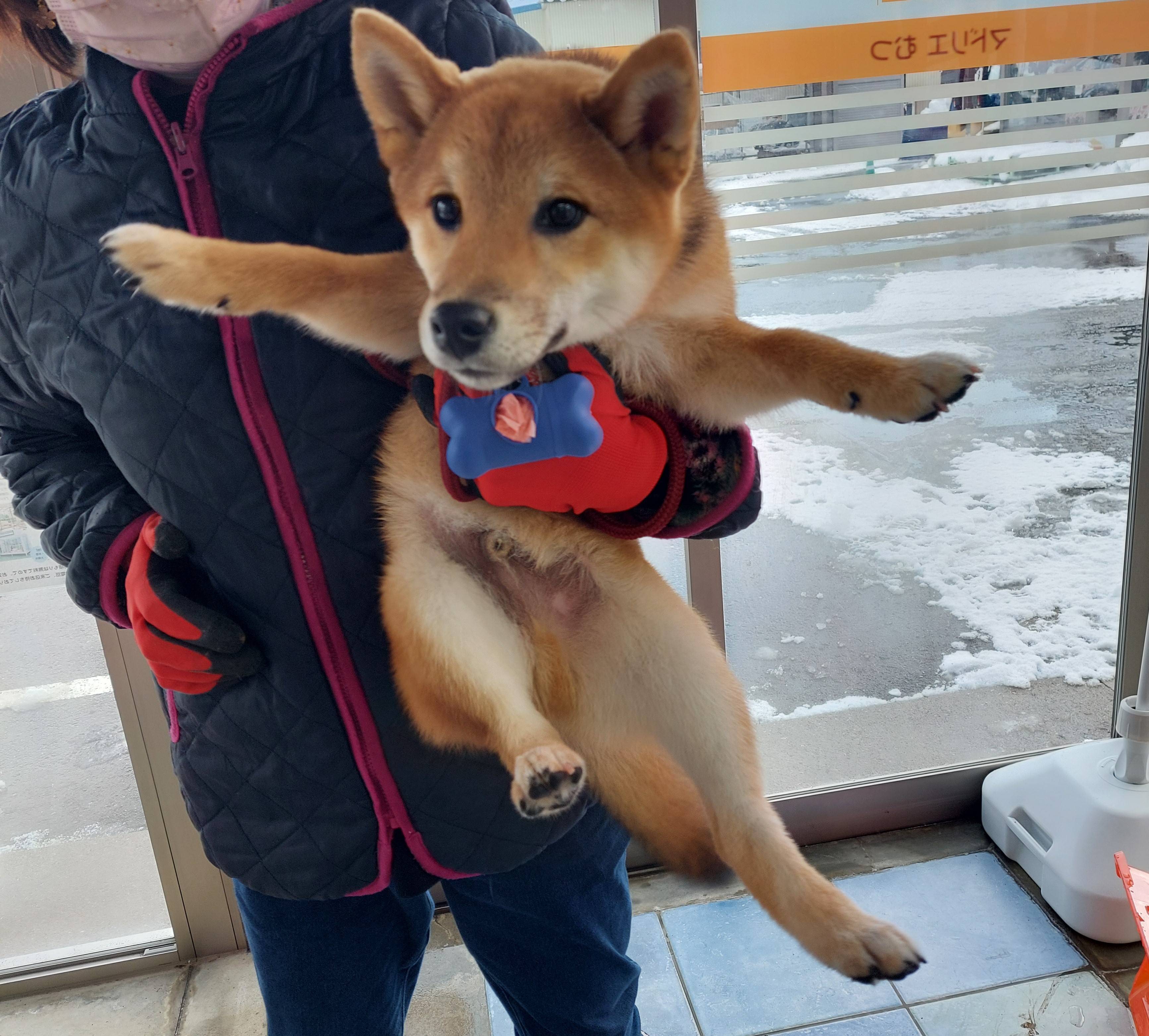 今日のご来客🐶 ヒロトーヨー住器のブログ 写真1