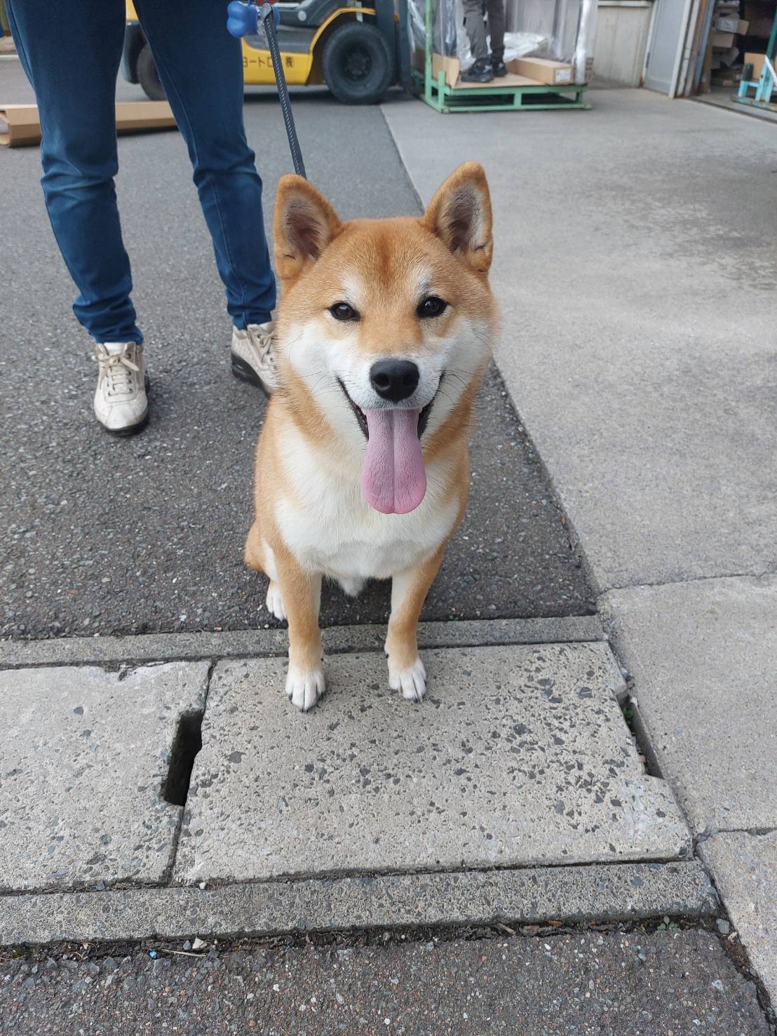 🐶ご来店です！お久しぶりでした(^^) ヒロトーヨー住器のブログ 写真3