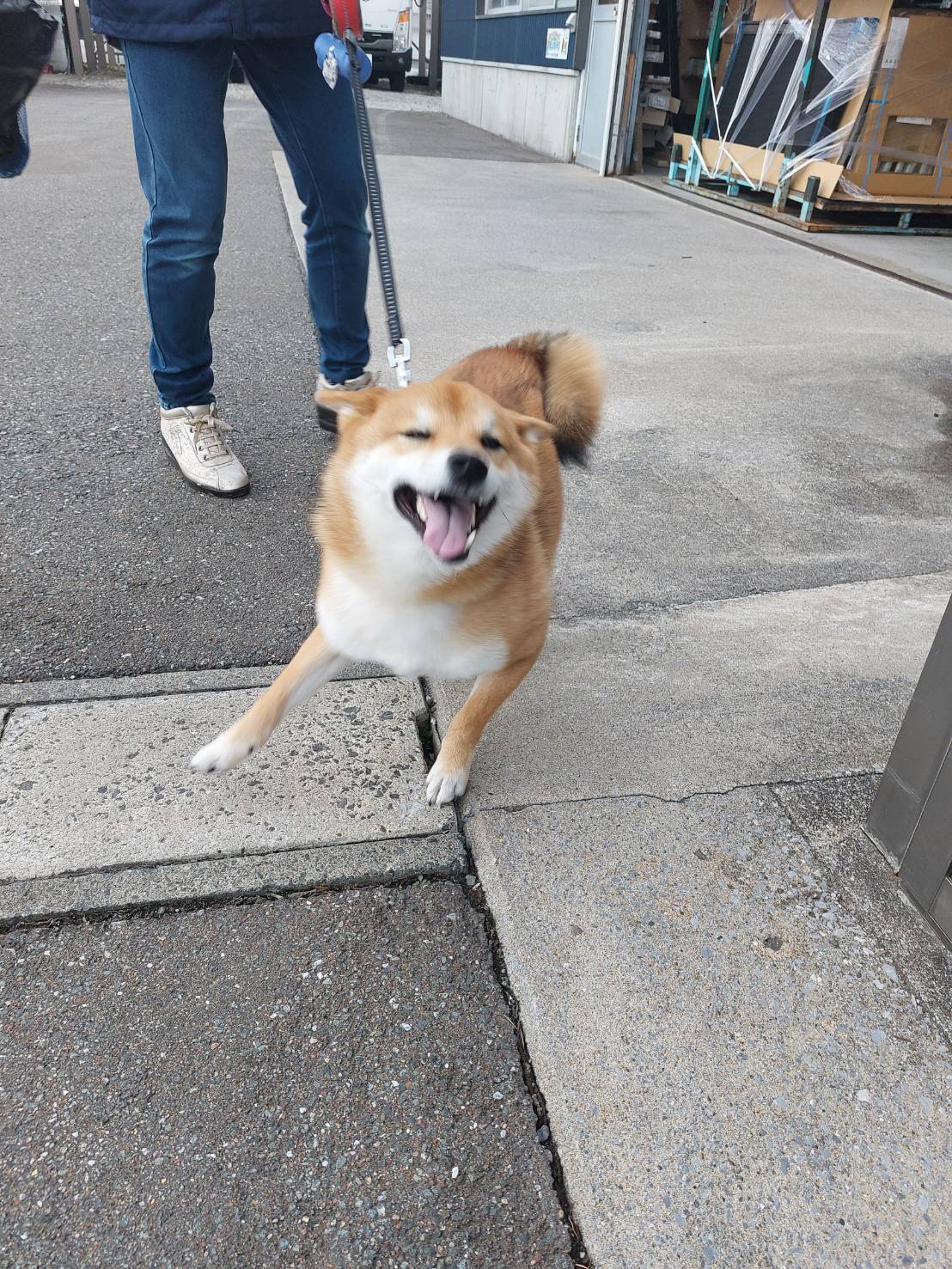 🐶ご来店です！お久しぶりでした(^^) ヒロトーヨー住器のブログ 写真2