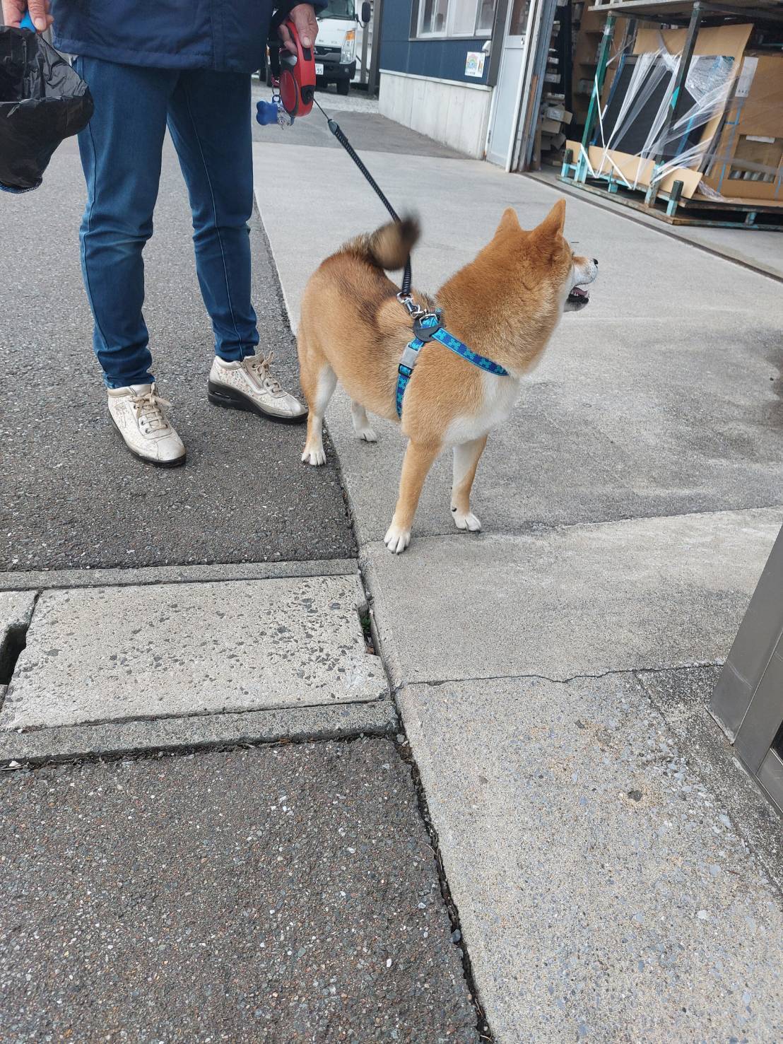 🐶ご来店です！お久しぶりでした(^^) ヒロトーヨー住器のブログ 写真1