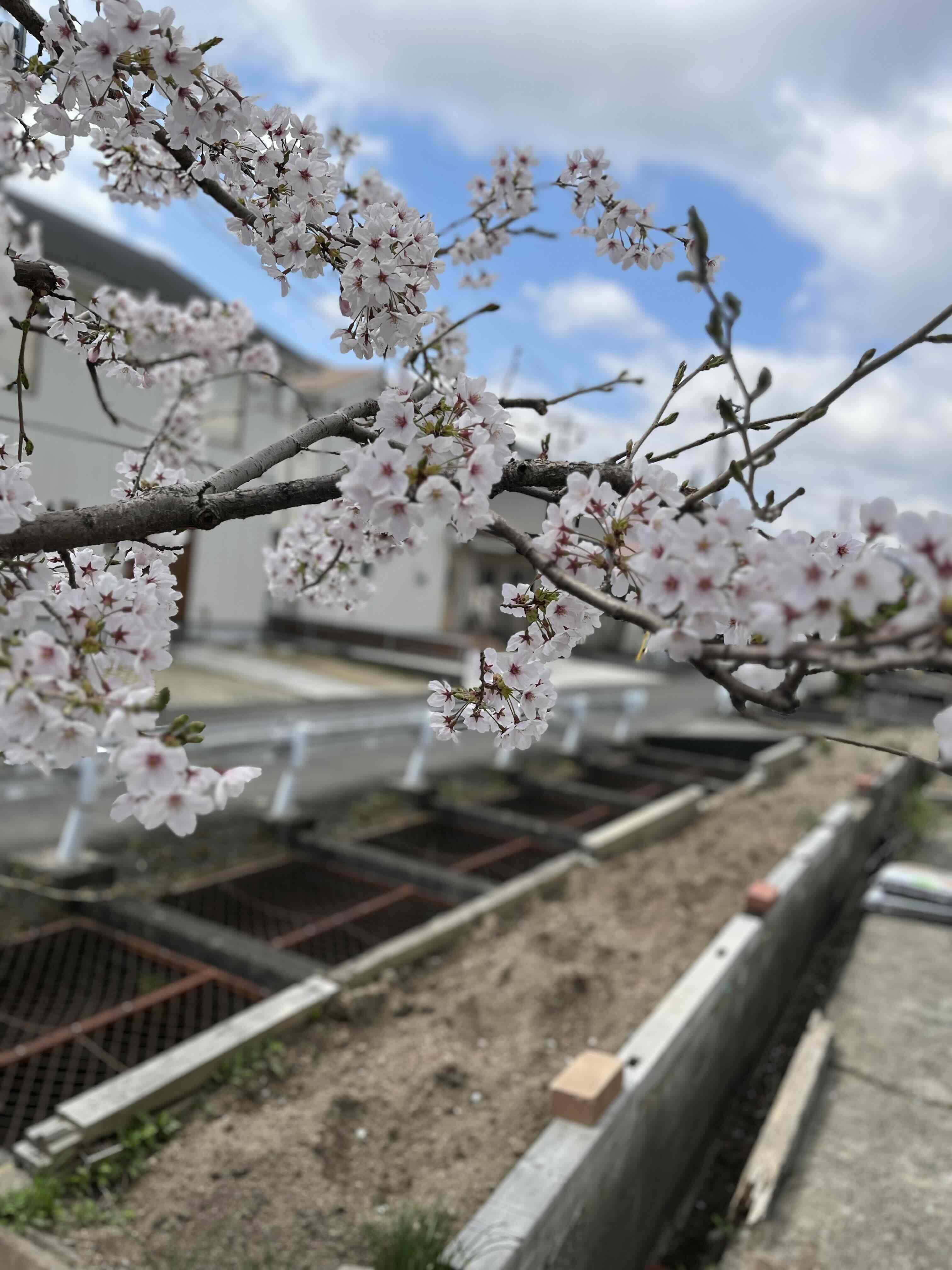 🌸桜に癒されます🌸 おさだガラスのブログ 写真2