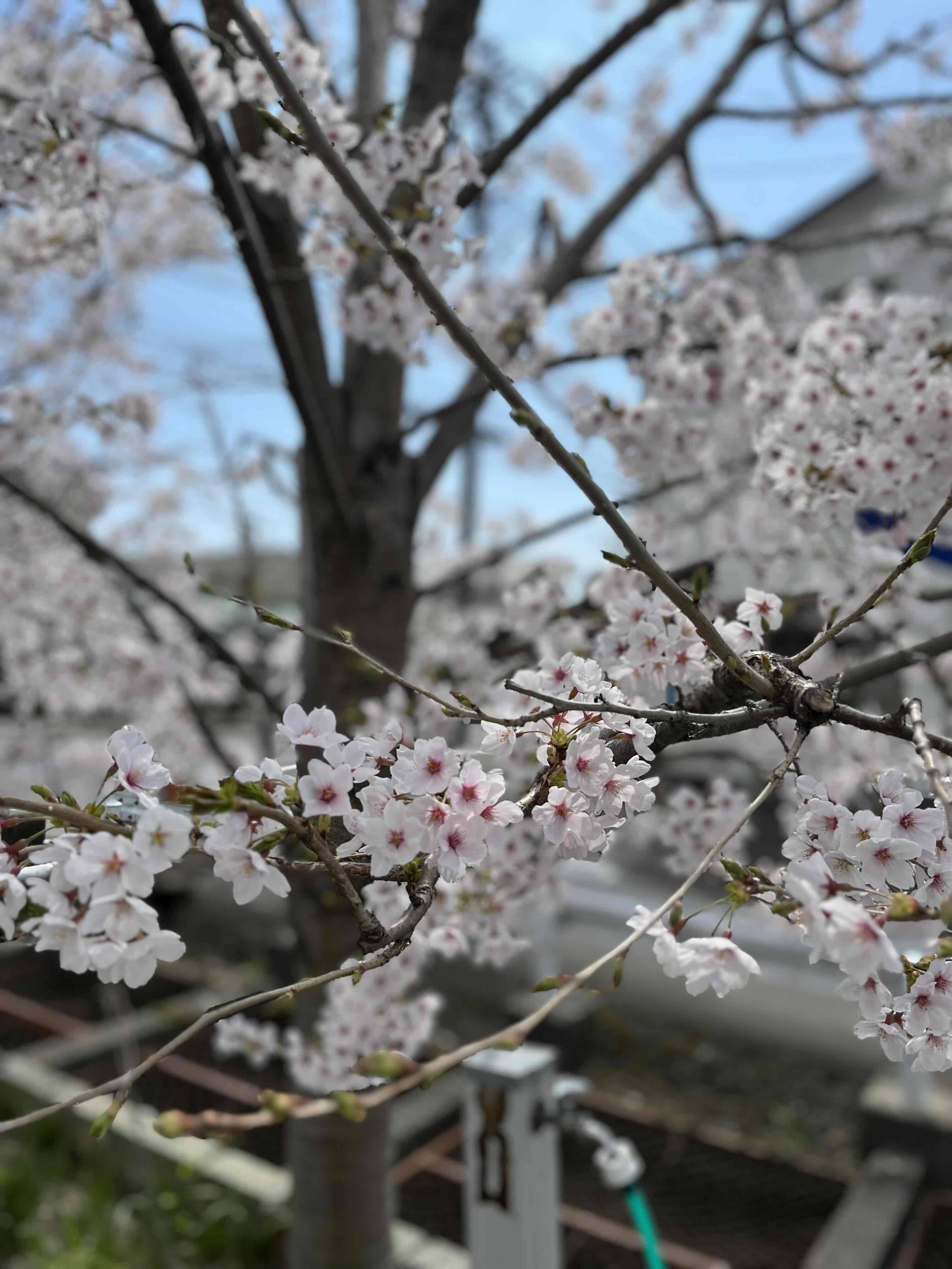 🌸桜に癒されます🌸 おさだガラスのブログ 写真1