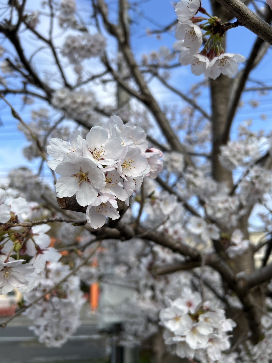 今年も🌸癒されます🌸 おさだガラスのブログ 写真2