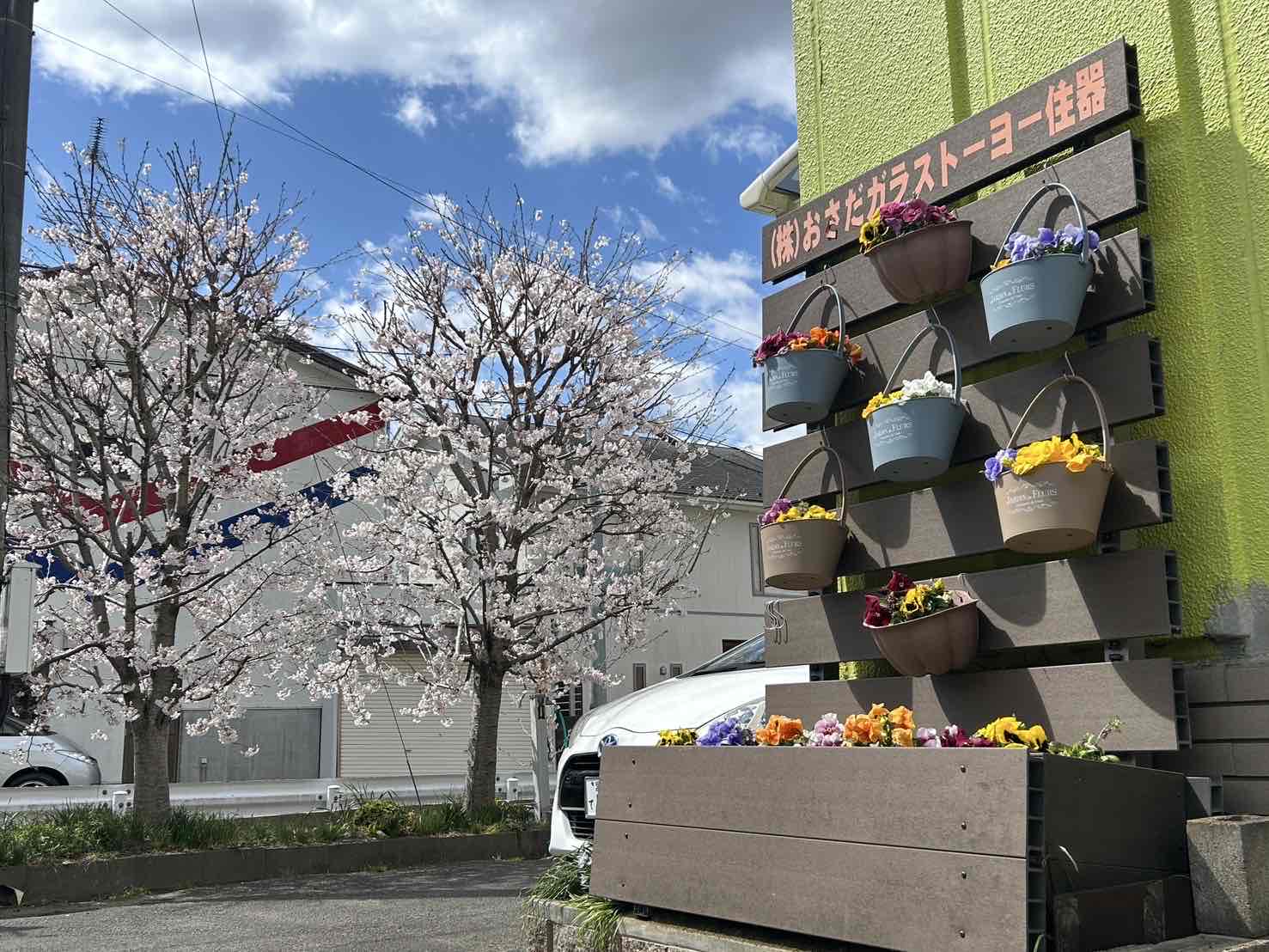 今年もキレイに咲いてくれました🌸 おさだガラスのブログ 写真1