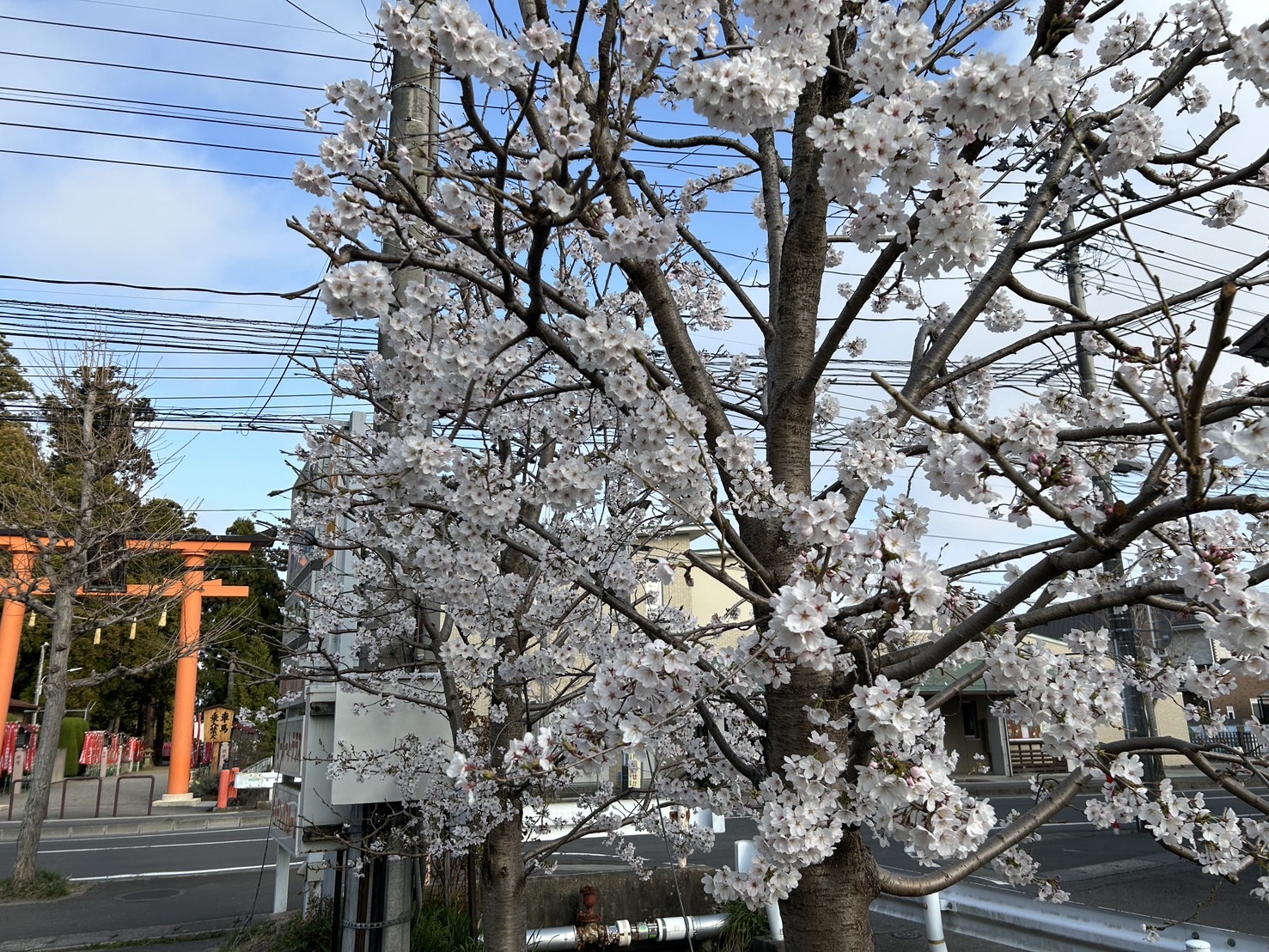 今年も🌸癒されます🌸 おさだガラスのブログ 写真1