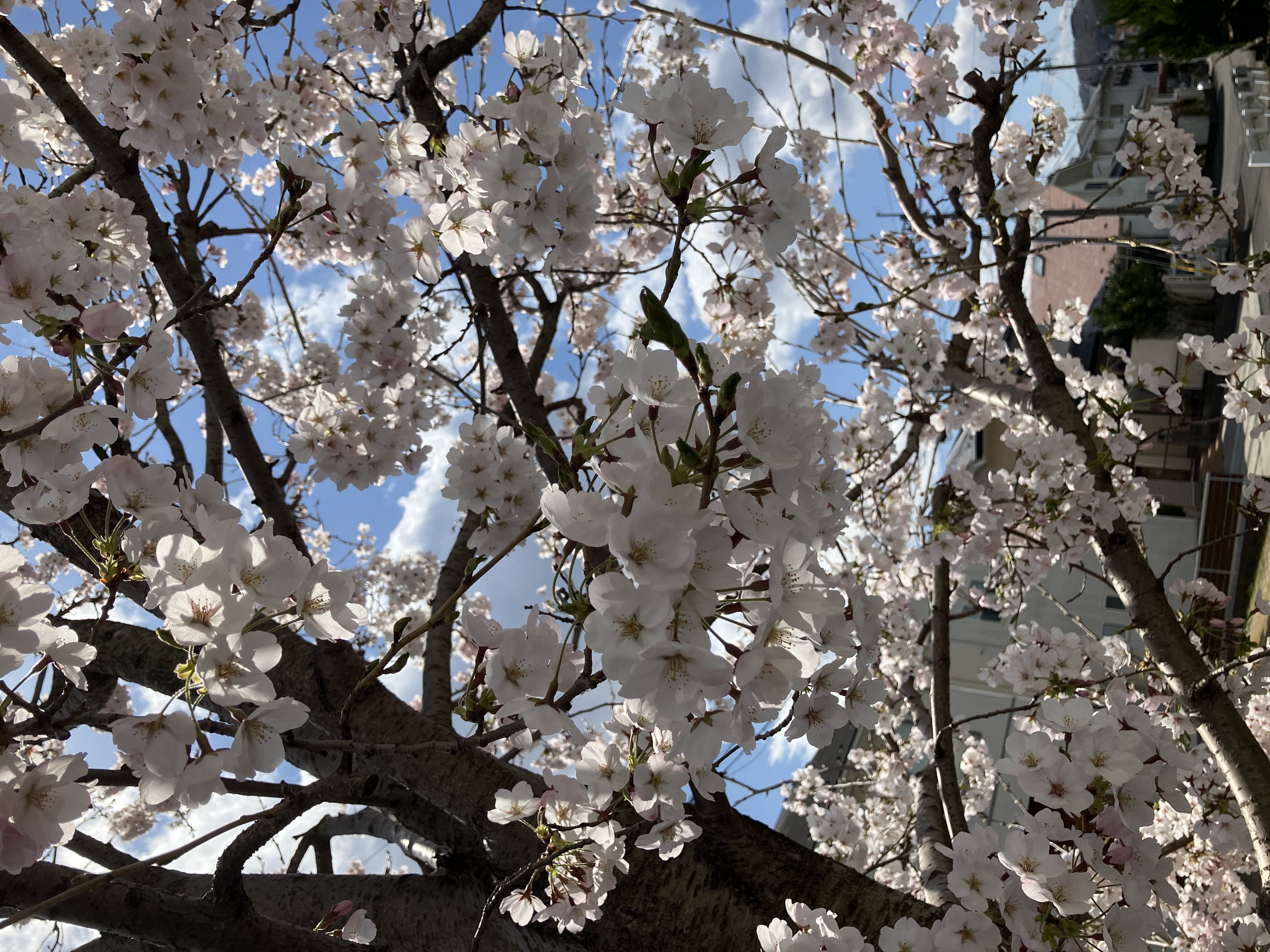 今年もキレイに咲いてくれました🌸 おさだガラスのブログ 写真3
