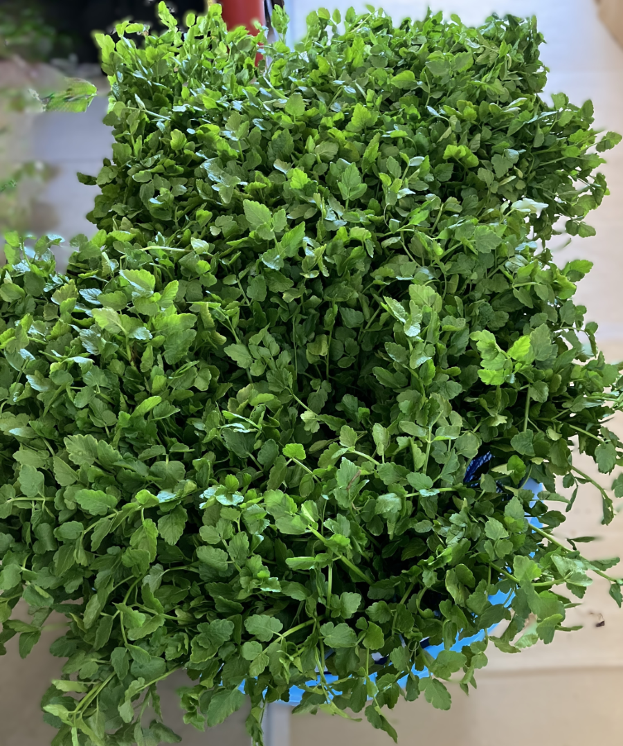 今年も！シークレット？セリ鍋 おさだガラスのブログ 写真2