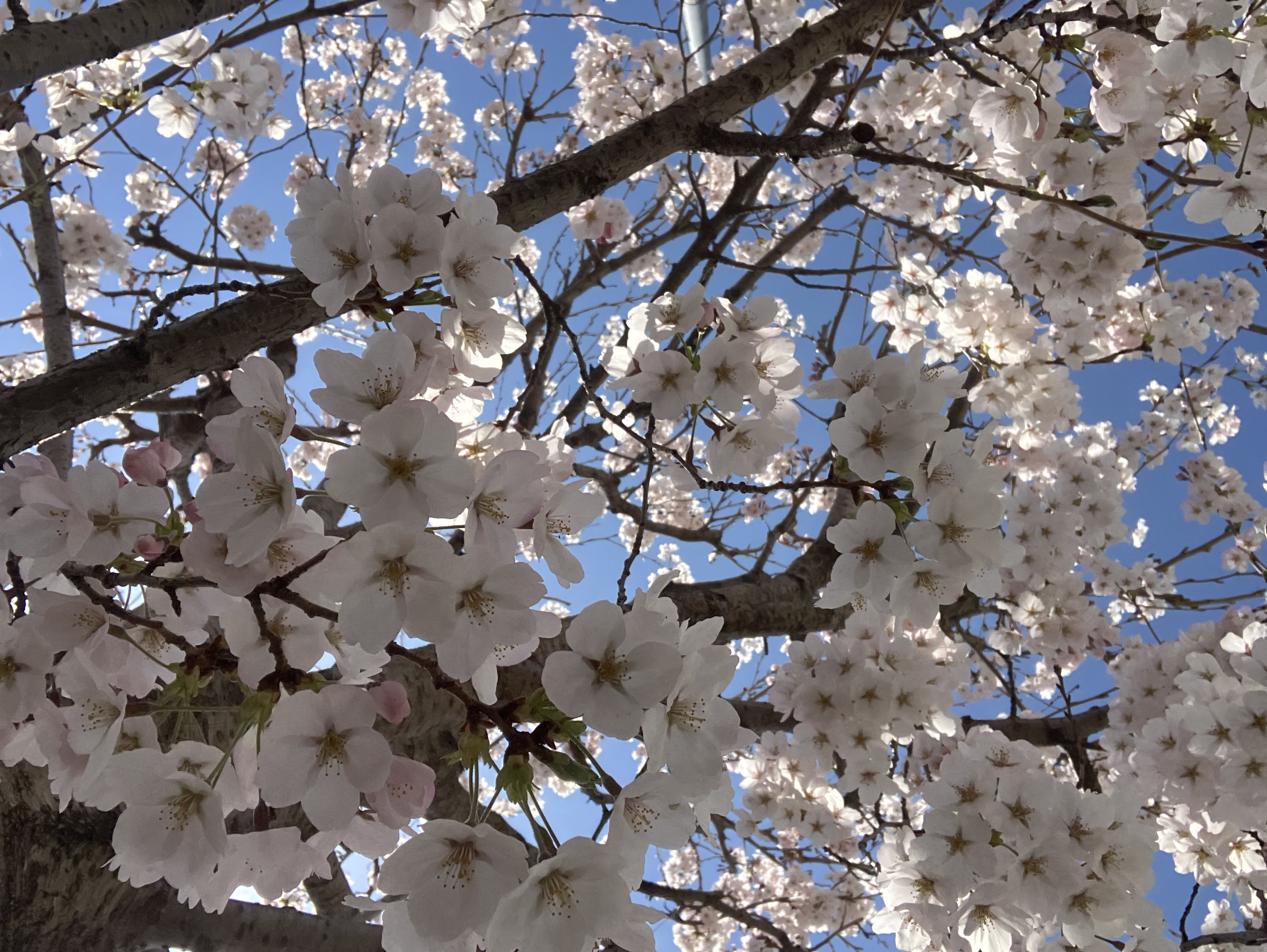 今年もキレイに咲いてくれました🌸 おさだガラスのブログ 写真2