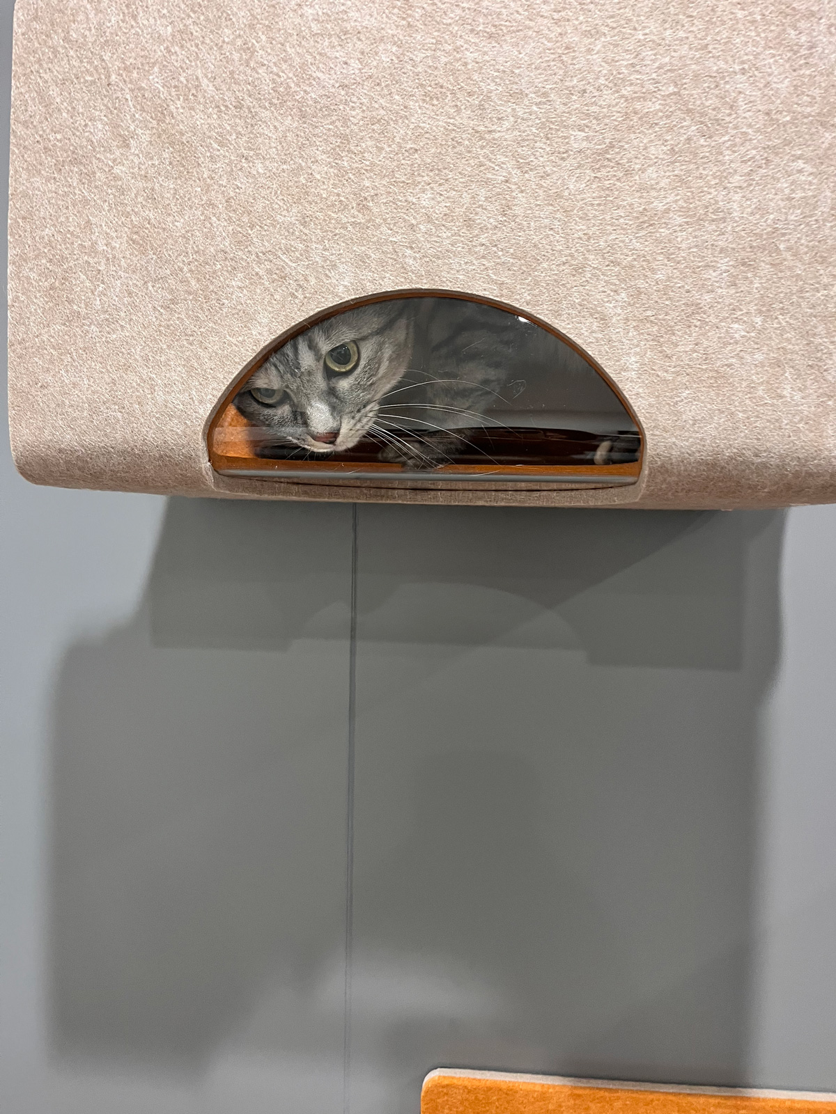 石田トーヨー住器の猫ちゃんも喜ぶ!キャットウォーク猫壁(にゃんぺき)を都城で体験できる!の施工事例詳細写真8