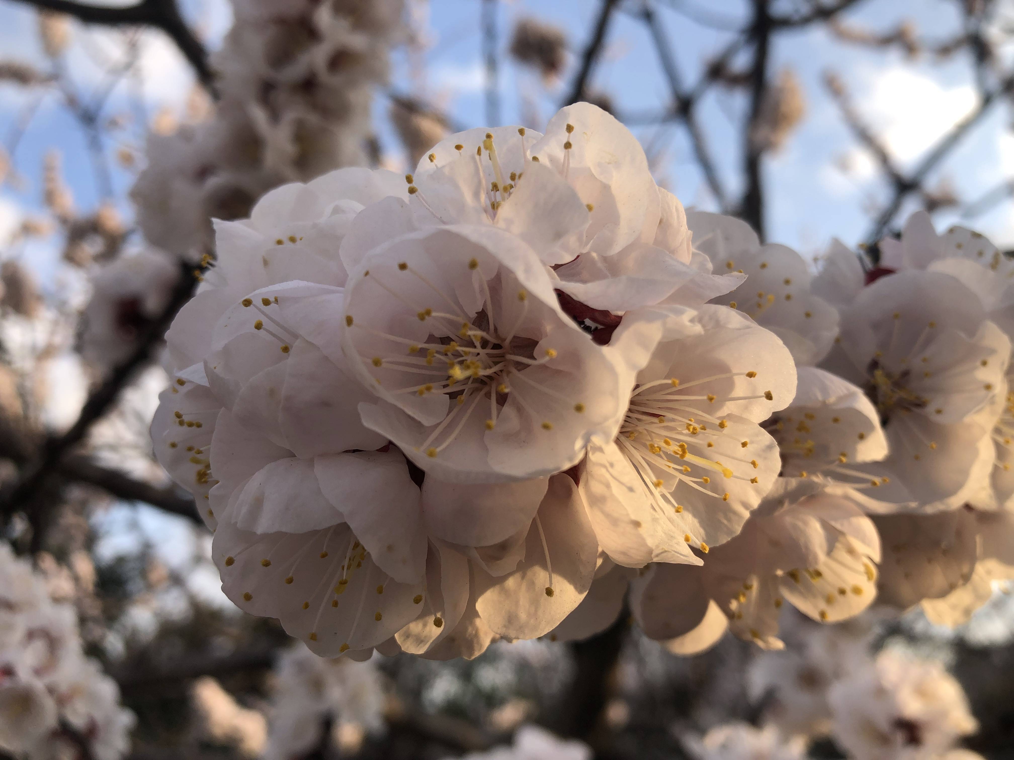 桃の花が満開🌺🌺 FGネクストのブログ 写真1