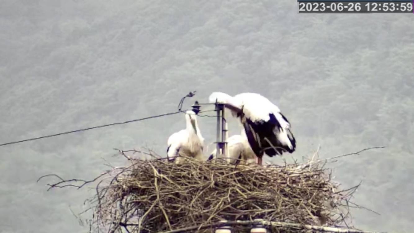 【広島県内初】コウノトリのヒナ誕生🐣 FGネクストのブログ 写真1