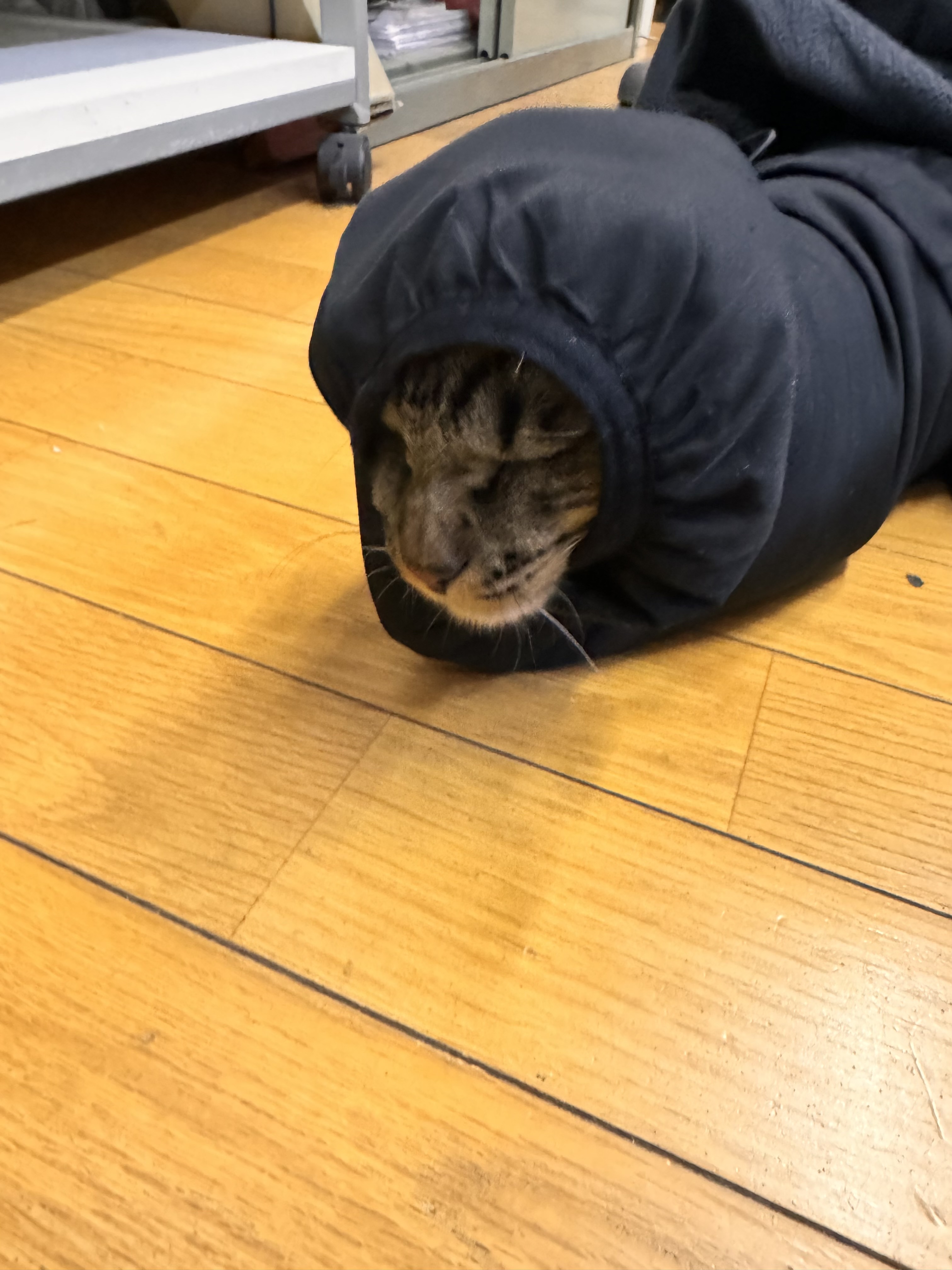 猫は狭いところがお好き❣ FGネクストのブログ 写真1