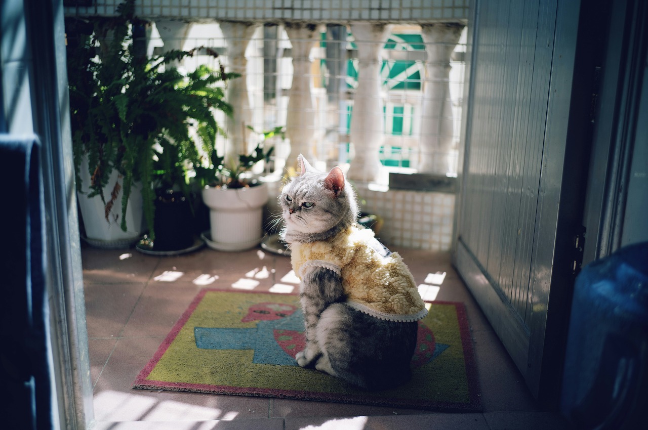 玄関マットの色は風水で決まる｜運気別・方角別の最適カラー選び FGネクストのブログ 写真1