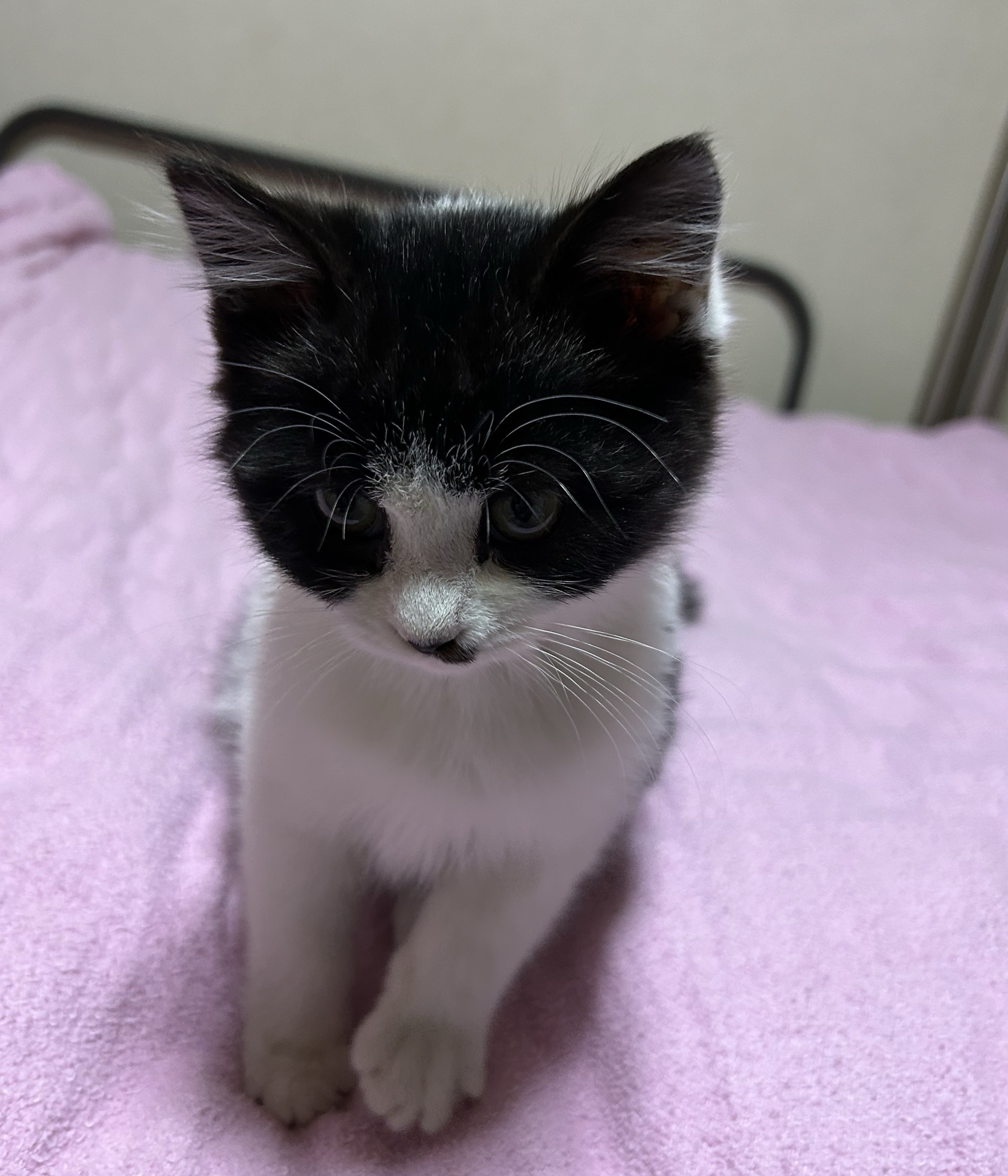 2月22日は猫の日!かわいい猫たちに癒されよう! 藤野トーヨー住器 市原のブログ 写真13