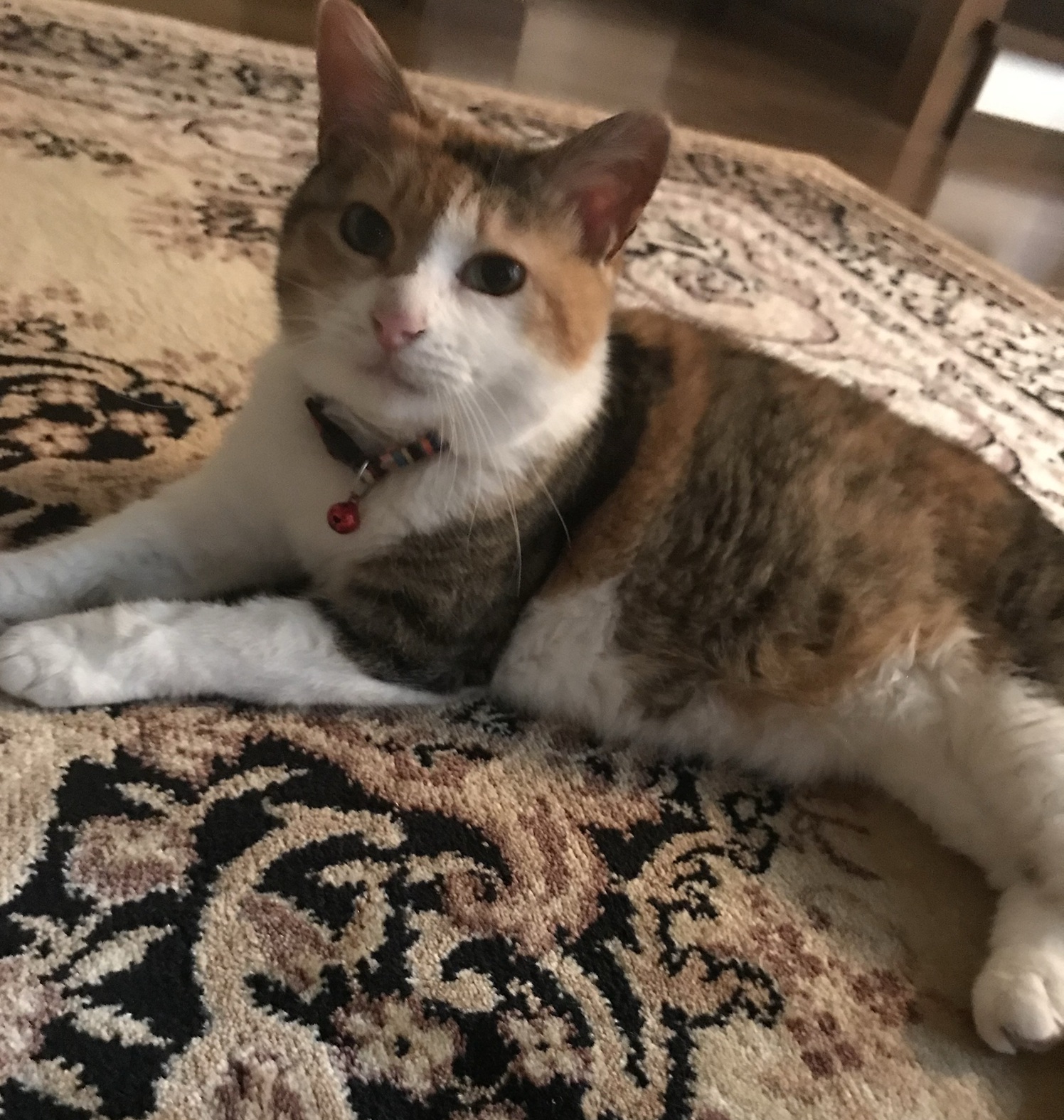 2月22日は猫の日!かわいい猫たちに癒されよう! 藤野トーヨー住器 市原のブログ 写真7