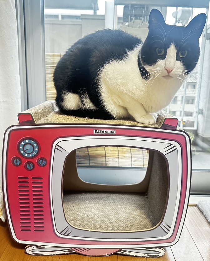 2月22日は猫の日!かわいい猫たちに癒されよう! 藤野トーヨー住器 市原のブログ 写真3