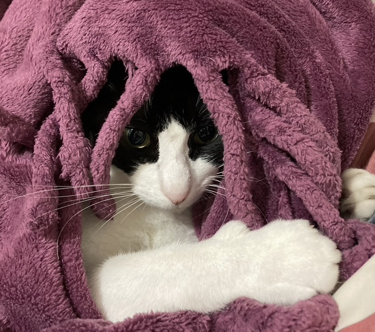 2月22日は猫の日!かわいい猫たちに癒されよう! 藤野トーヨー住器 市原のブログ 写真2