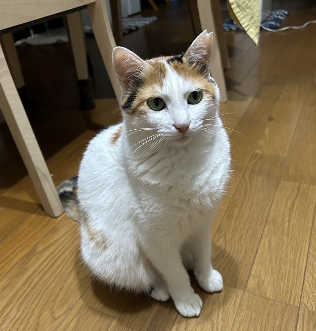 2月22日は猫の日!かわいい猫たちに癒されよう! 藤野トーヨー住器 市原のブログ 写真12