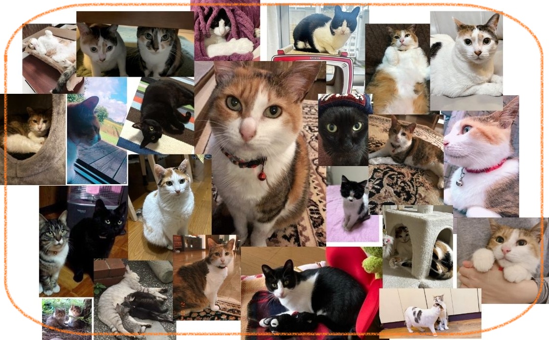 2月22日は猫の日!かわいい猫たちに癒されよう! 藤野トーヨー住器 市原のブログ 写真17