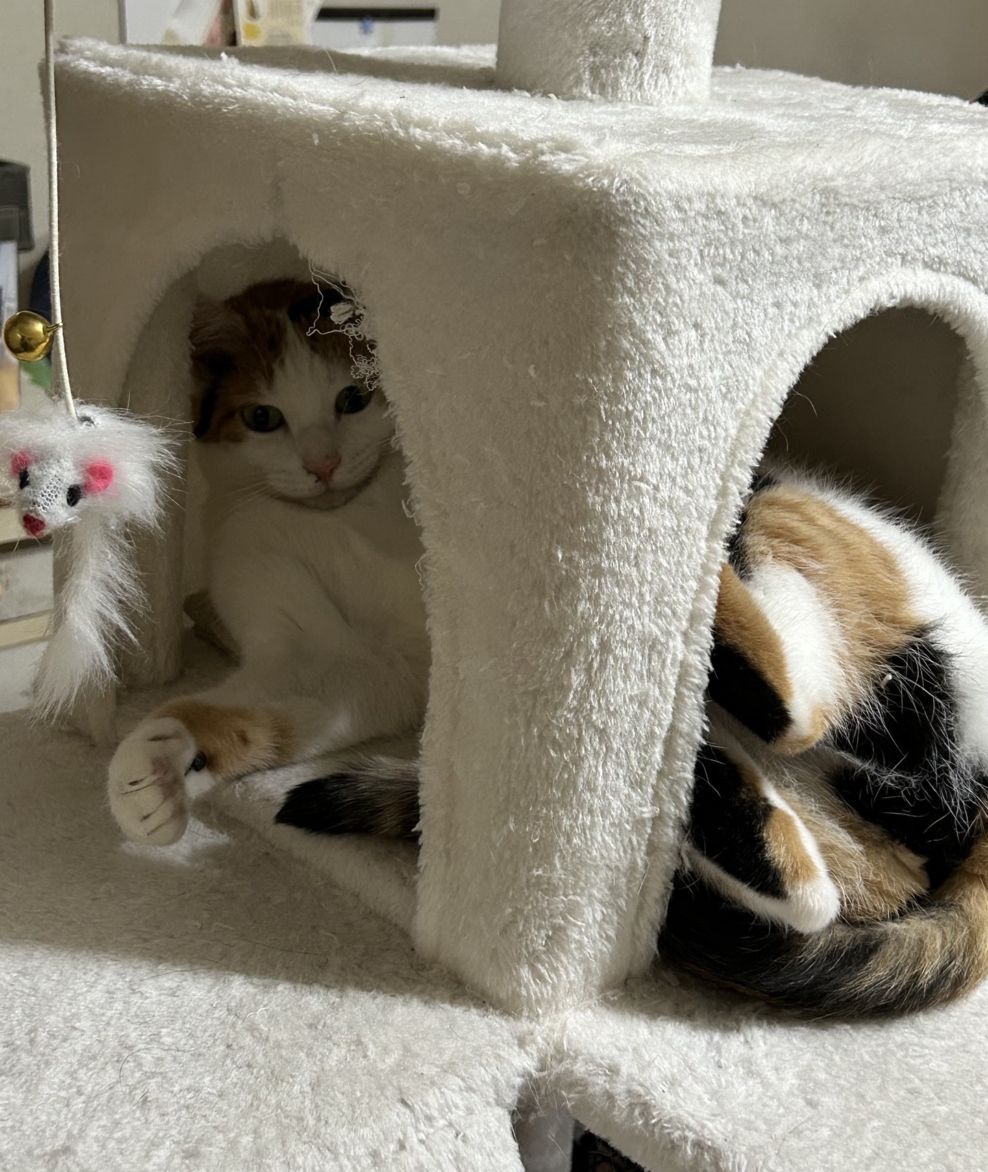 2月22日は猫の日!かわいい猫たちに癒されよう! 藤野トーヨー住器 市原のブログ 写真9