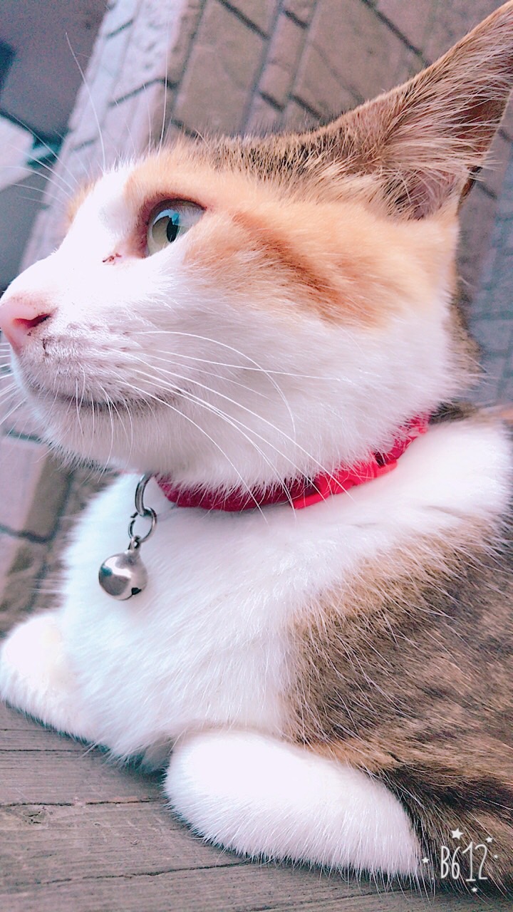 2月22日は猫の日！かわいい猫たちに癒されよう！ 藤野トーヨー住器 市原のブログ 写真4