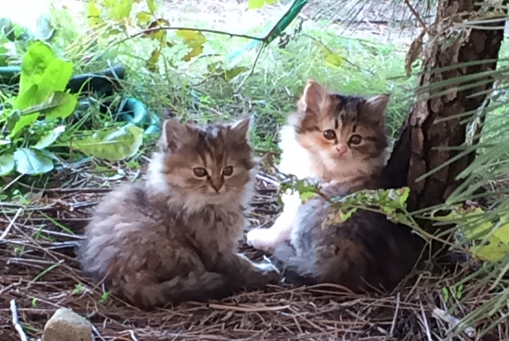 2月22日は猫の日!かわいい猫たちに癒されよう! 藤野トーヨー住器 市原のブログ 写真14