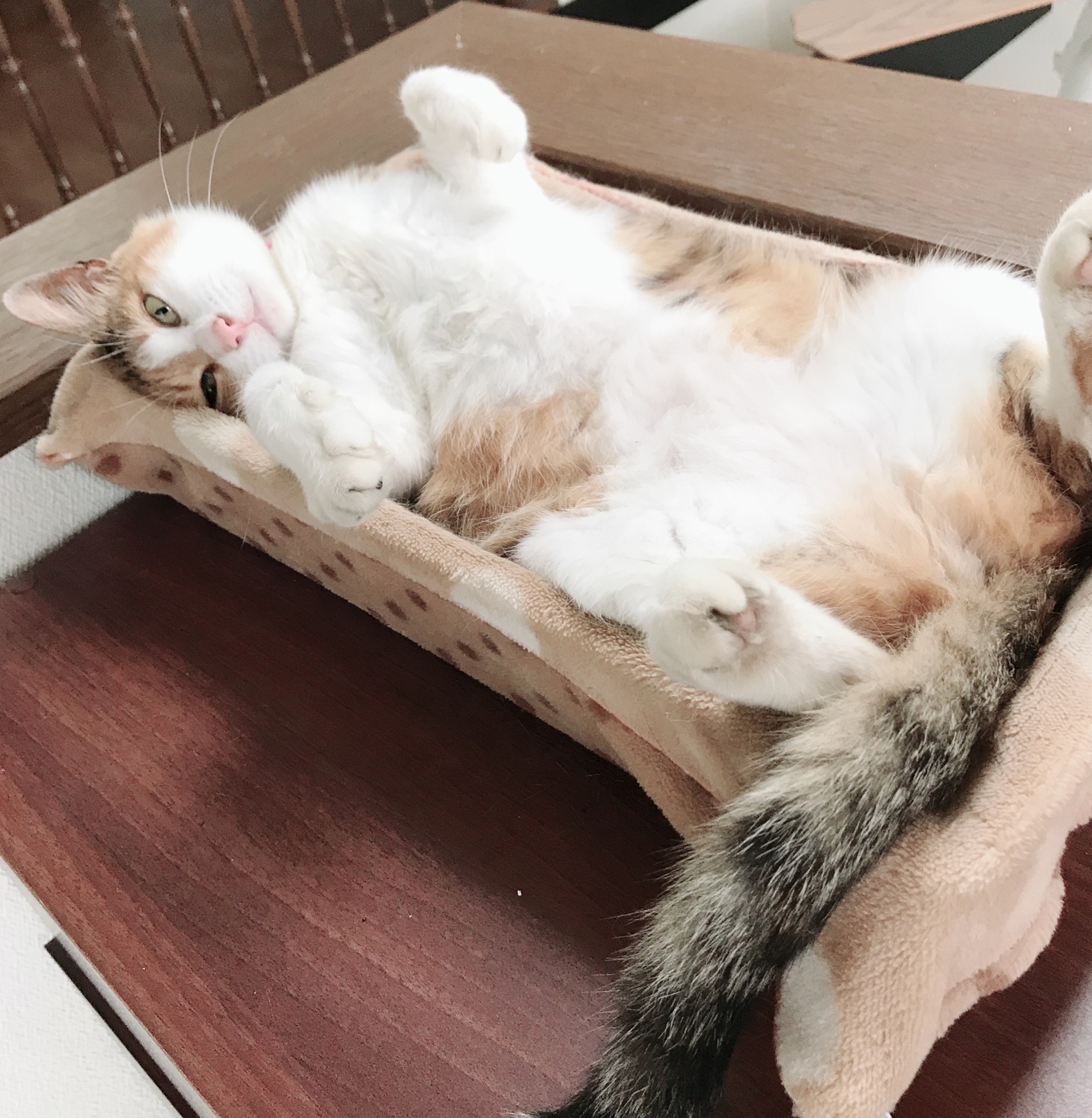 2月22日は猫の日!かわいい猫たちに癒されよう! 藤野トーヨー住器 市原のブログ 写真6