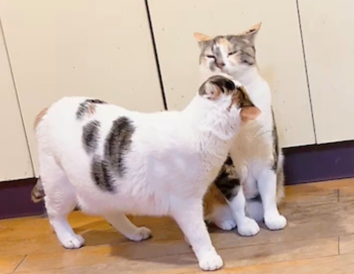 2月22日は猫の日!かわいい猫たちに癒されよう! 藤野トーヨー住器 市原のブログ 写真11