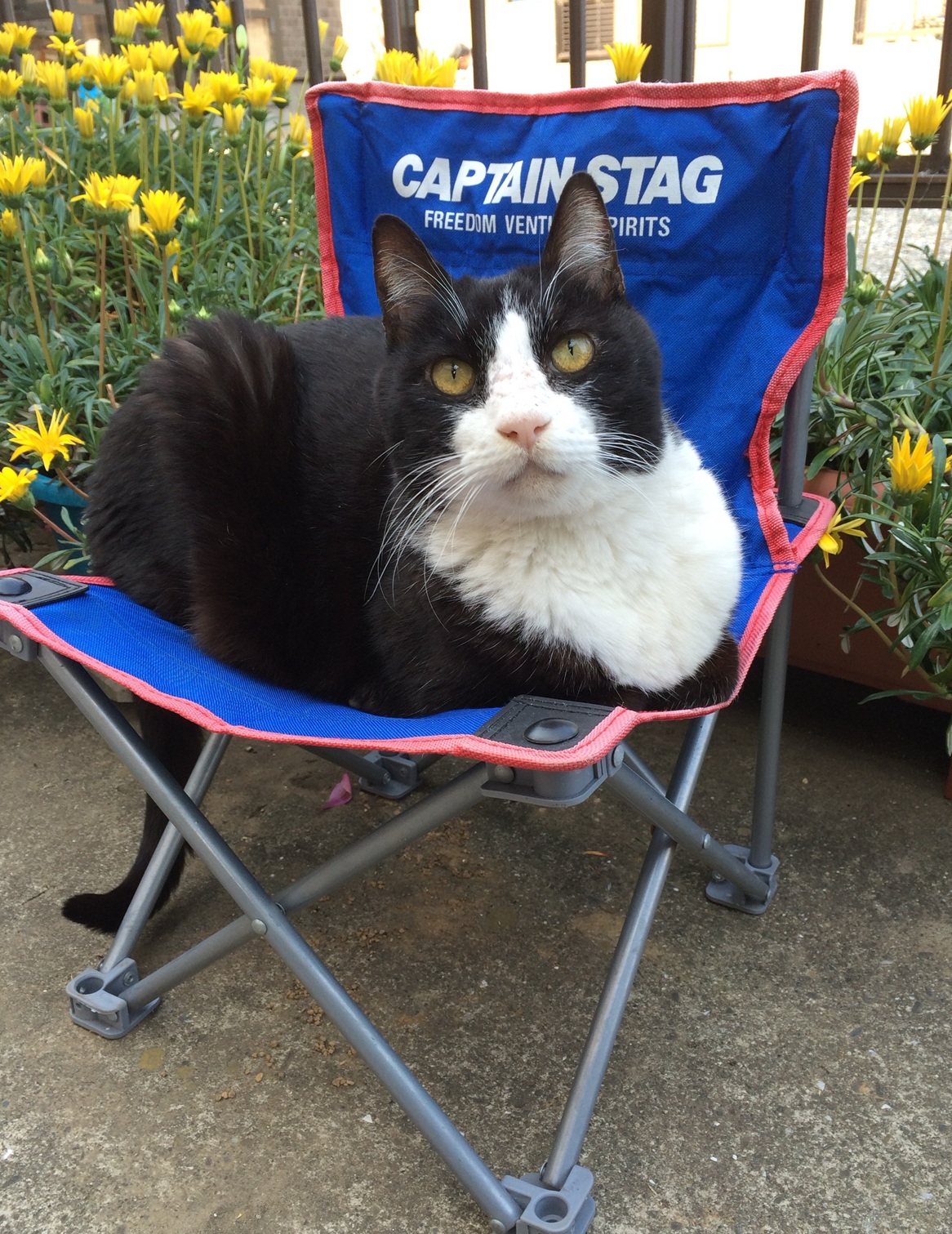 2月22日は猫の日!かわいい猫たちに癒されよう! 藤野トーヨー住器 市原のブログ 写真8