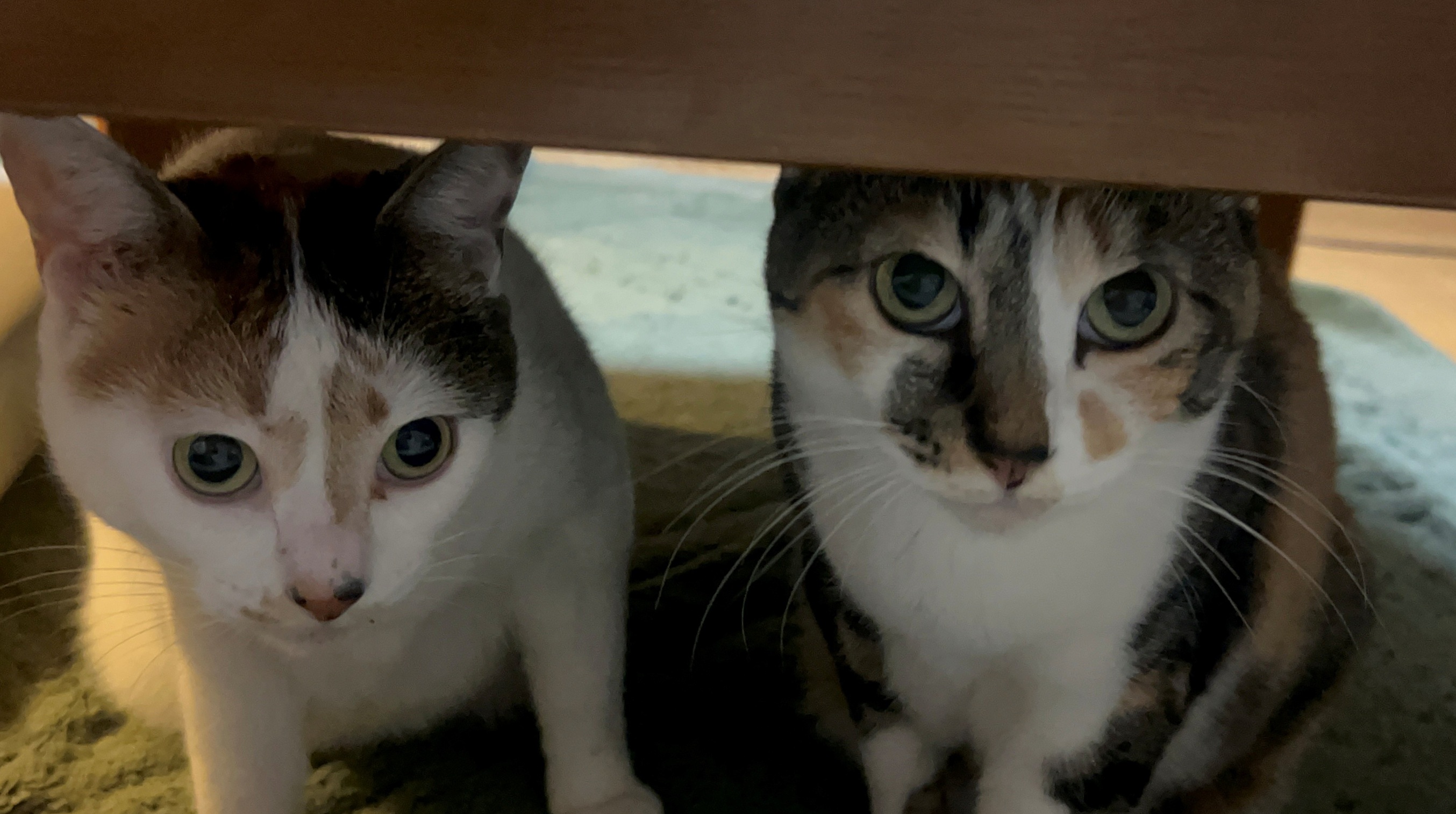 2月22日は猫の日!かわいい猫たちに癒されよう! 藤野トーヨー住器 市原のブログ 写真10